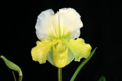 Paph. Stone Lovely